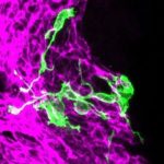 Study: Why our sense of smell declines in old age — (Details)