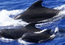 Research: Groups of pilot whales have their own dialects —