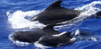 Research: Groups of pilot whales have their own dialects —