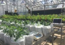 Research: Peanut variety with water conservation trait sustains yield even in drought —