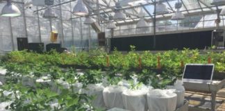 Research: Peanut variety with water conservation trait sustains yield even in drought —