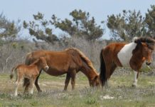 Research: Geochemical analysis of fossil teeth shows horses in Florida did not make epic migrations —