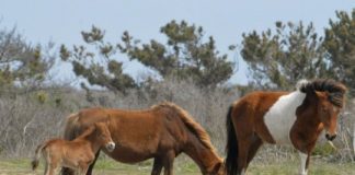 Research: Geochemical analysis of fossil teeth shows horses in Florida did not make epic migrations —