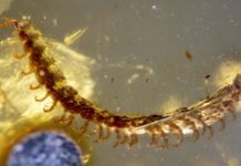 Research: 450 fossilized millipedes found in 100-million-year-old amber —