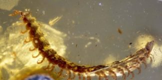 Research: 450 fossilized millipedes found in 100-million-year-old amber —