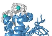 Research: Bacterial protein could help find materials for your next smartphone —