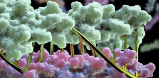 Research: Technique paves the way for the creation of protein nanomachines and for engineering of new cell functions —