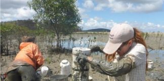 Research: Loss of intertidal ecosystem exposes coastal communities —