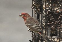 Research: Seed-eaters particularly vulnerable to temperature shifts —