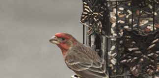 Research: Seed-eaters particularly vulnerable to temperature shifts —