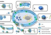 Research: Scientists synthesize molecule capable of eliminating hepatitis C virus —