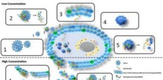 Research: Scientists synthesize molecule capable of eliminating hepatitis C virus —