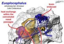 Research: Researchers use 3D computer modeling to simulate heat exchange in dinosaurs —