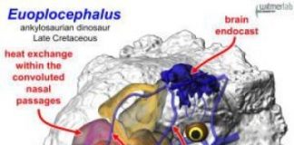 Research: Researchers use 3D computer modeling to simulate heat exchange in dinosaurs —
