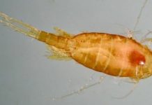 Research: Small changes in oxygen levels have big implications for ocean life —