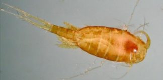 Research: Small changes in oxygen levels have big implications for ocean life —