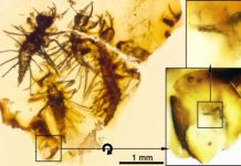 Research: Amber preserving newborns, egg shells, and egg bursters shows that the hatching mechanism of green lacewings was established at least 130 million years ago —