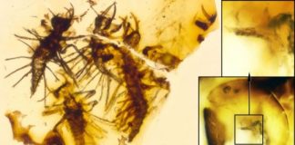 Research: Amber preserving newborns, egg shells, and egg bursters shows that the hatching mechanism of green lacewings was established at least 130 million years ago —