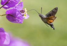 Research: Antennal sensors allow hawkmoths to make quick moves —