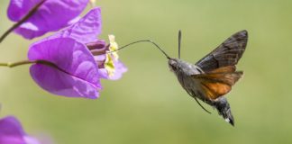 Research: Antennal sensors allow hawkmoths to make quick moves —