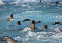 Research: Australian study into how seals react to boats prompts new ecotourism regulations —