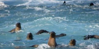 Research: Australian study into how seals react to boats prompts new ecotourism regulations —