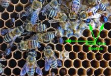 Research: One of only seven beetle genomes published —