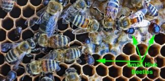 Research: One of only seven beetle genomes published —