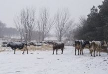 Research: Annual, biological rhythms govern milk production in dairy cows —