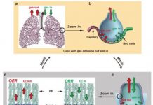 Research: A lung-inspired design turns water into fuel —