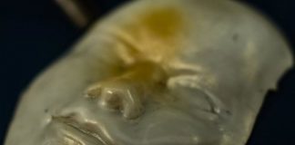 Research: Sophisticated shape-shifters for soft robots, biomedical applications —