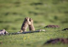 Research: Himalayan marmot genome offers clues to life at extremely high altitudes —
