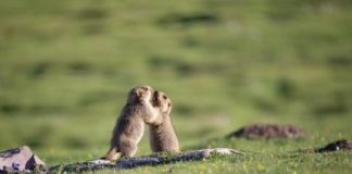 Research: Himalayan marmot genome offers clues to life at extremely high altitudes —
