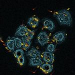 Study: Bacteria rely on classic business model — (Details)