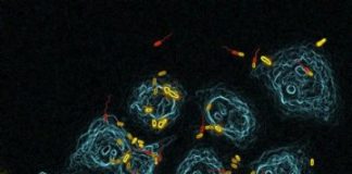 Study: Bacteria rely on classic business model — (Details)