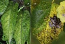 Research: Pollutants from wildfires affect crop and vegetation growth hundreds of kilometers from impact zone —