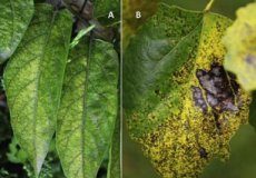 Research: Pollutants from wildfires affect crop and vegetation growth hundreds of kilometers from impact zone —