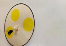 Research: Bees can count with just four ‘nerve cells’ in their brains —