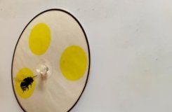 Research: Bees can count with just four ‘nerve cells’ in their brains —