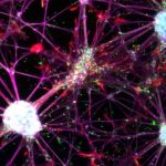 Study: Human blood cells can be directly reprogrammed into neural stem cells — (Details)