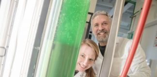 Research: Photosynthetic complex I is a key element in photosynthetic electron transport, but little has been known about it so far —