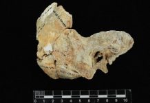 Research: Surfer’s ear points to ancient pearl divers in Panama —