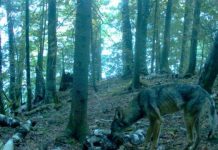 Research: Camera trap study reveals the hidden lives of island carnivores —