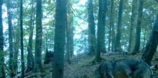 Research: Camera trap study reveals the hidden lives of island carnivores —