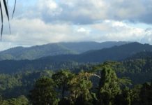 Research: Trees’ ‘enemies’ help tropical forests maintain their biodiversity —