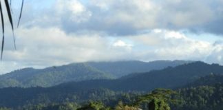 Research: Trees’ ‘enemies’ help tropical forests maintain their biodiversity —