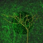 Study: How the brain enables us to rapidly focus attention — (Details)