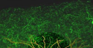 Study: How the brain enables us to rapidly focus attention — (Details)