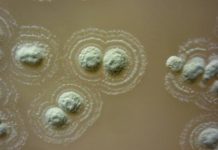 Research: New hope for tackling antibiotic resistance —