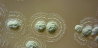 Research: New hope for tackling antibiotic resistance —